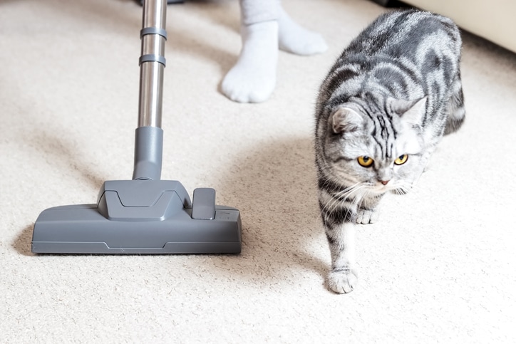 Cat Next to Vacuum